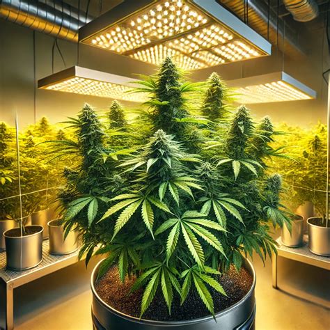 I LOVE GROWING MARIJUANA Promo Code — $25 .